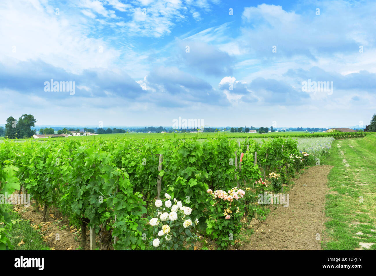 Vigne de raisins immatures dans un coin de campagne Banque D'Images