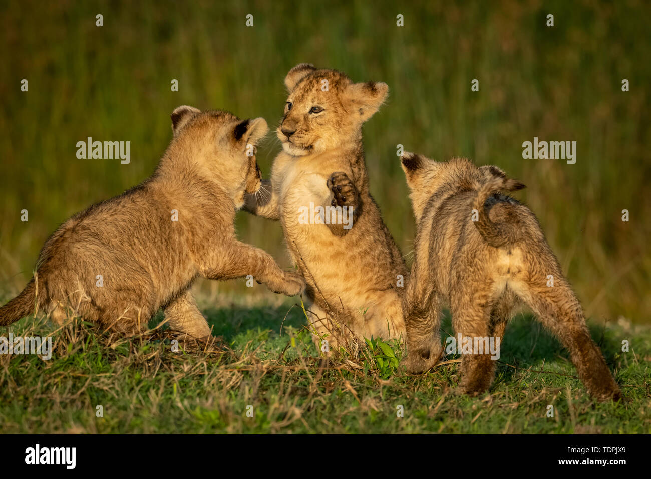 Trois lion (Panthera leo) louveteaux jouer combats sur l'herbe, le Parc National du Serengeti, Tanzanie Banque D'Images