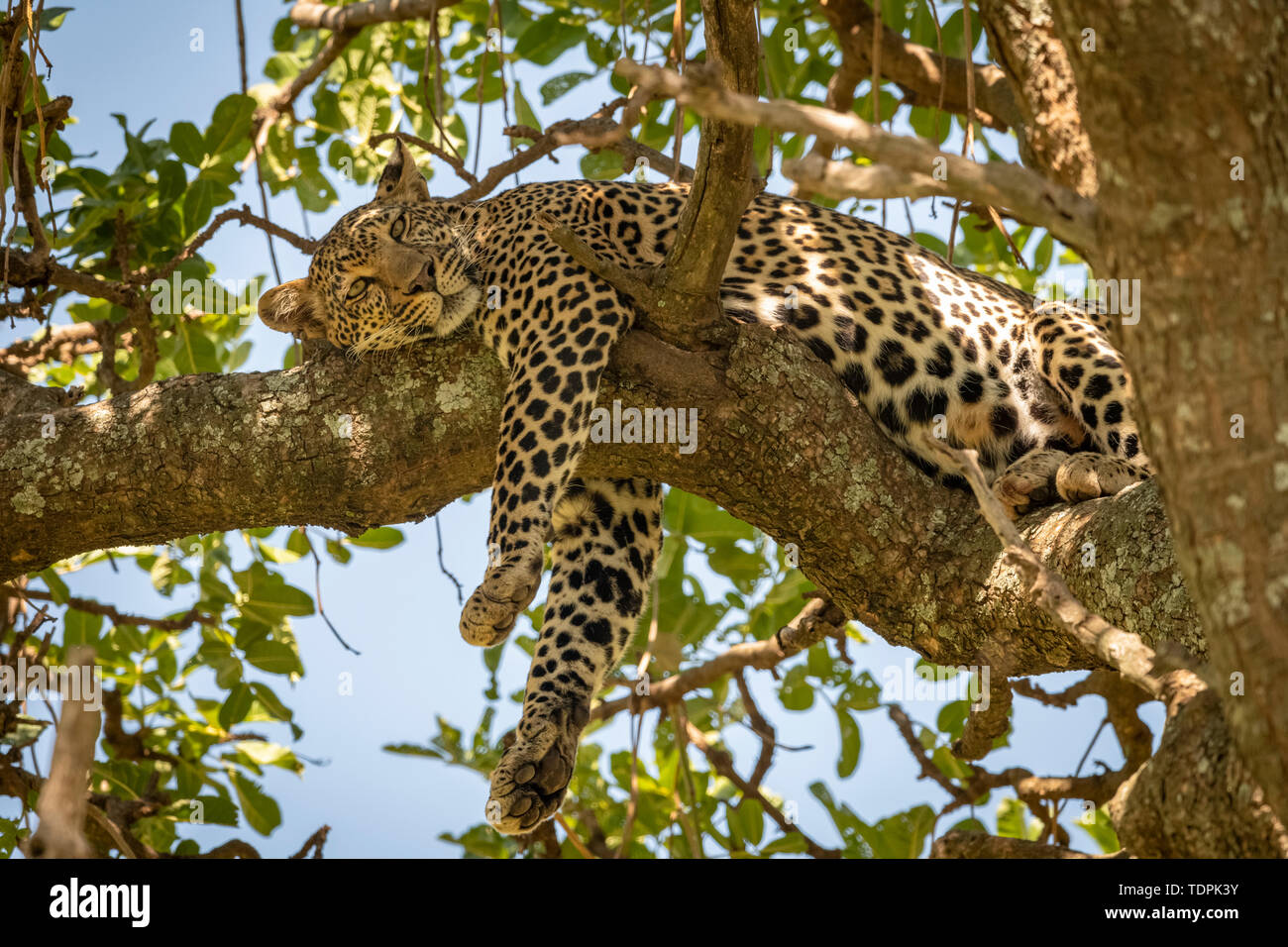 Leopard (Panthera pardus) se trouve sur l'avant, les jambes pendantes de la direction du Parc National de Serengeti, Tanzanie Banque D'Images