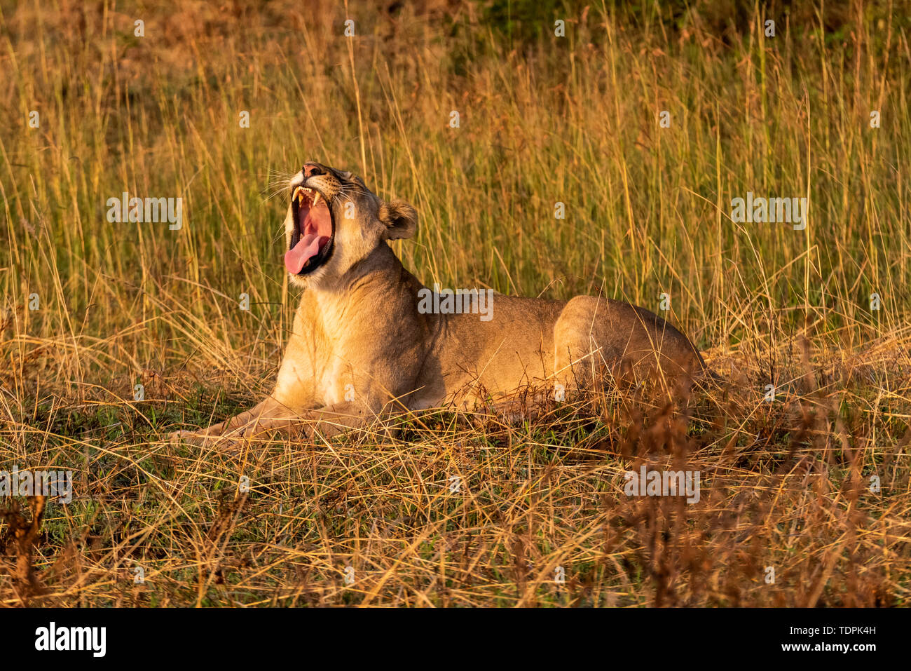 Lioness (Panthera leo) se trouve le bâillement dans l'herbe face vers la gauche, le Parc National du Serengeti, Tanzanie Banque D'Images