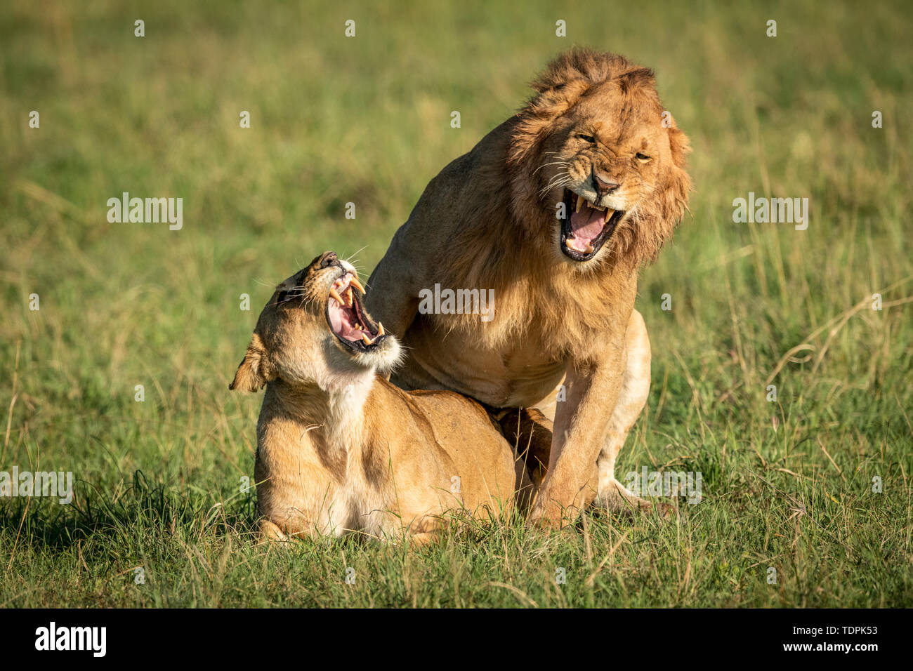 Les lions mâles et femelles (Panthera leo) ronfle pendant l'accouplement, le Parc National du Serengeti, Tanzanie Banque D'Images