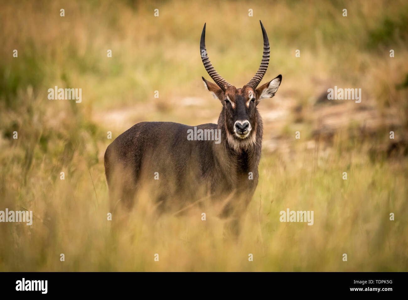 Cobe Defassa mâle (Kobus ellipsiprymnus) dans l'herbe, la caméra observe le Parc National du Serengeti, Tanzanie Banque D'Images