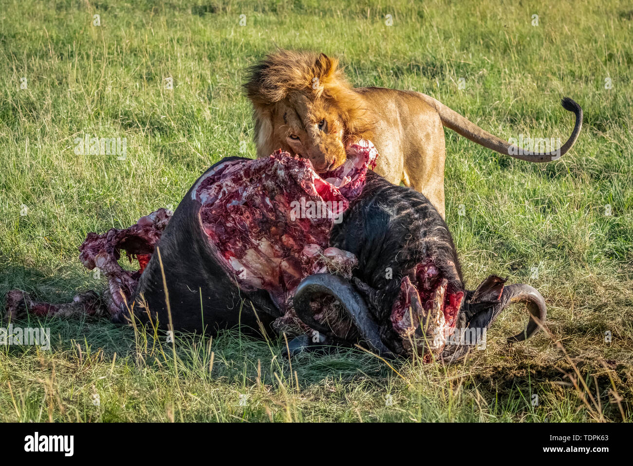 Male lion (Panthera leo) se nourrit de carcasses de bison sanglante, le Parc National du Serengeti, Tanzanie Banque D'Images