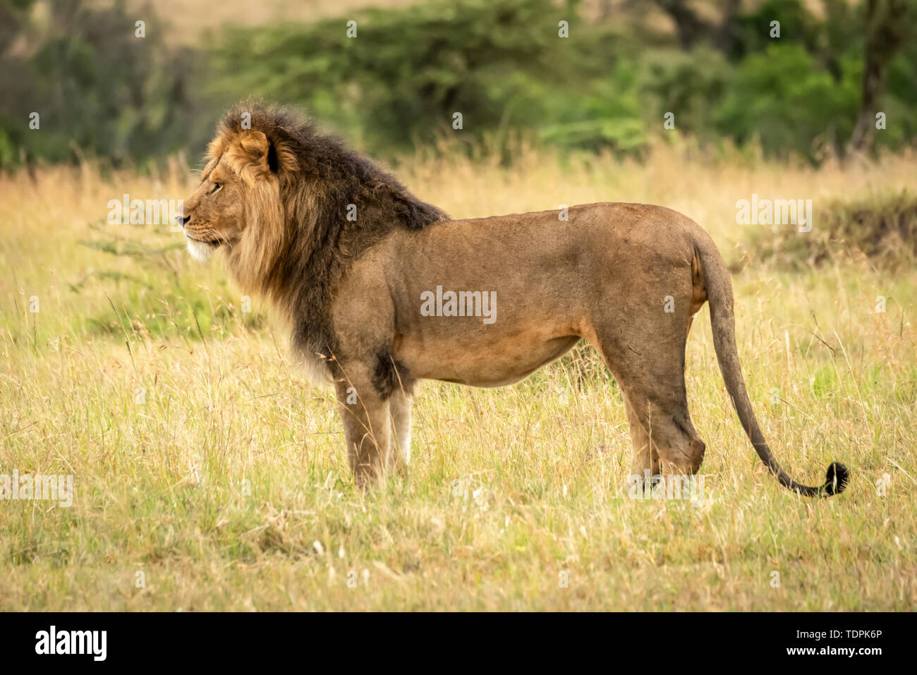 Male lion (Panthera leo) dans l'herbe en profil, le Parc National du Serengeti, Tanzanie Banque D'Images