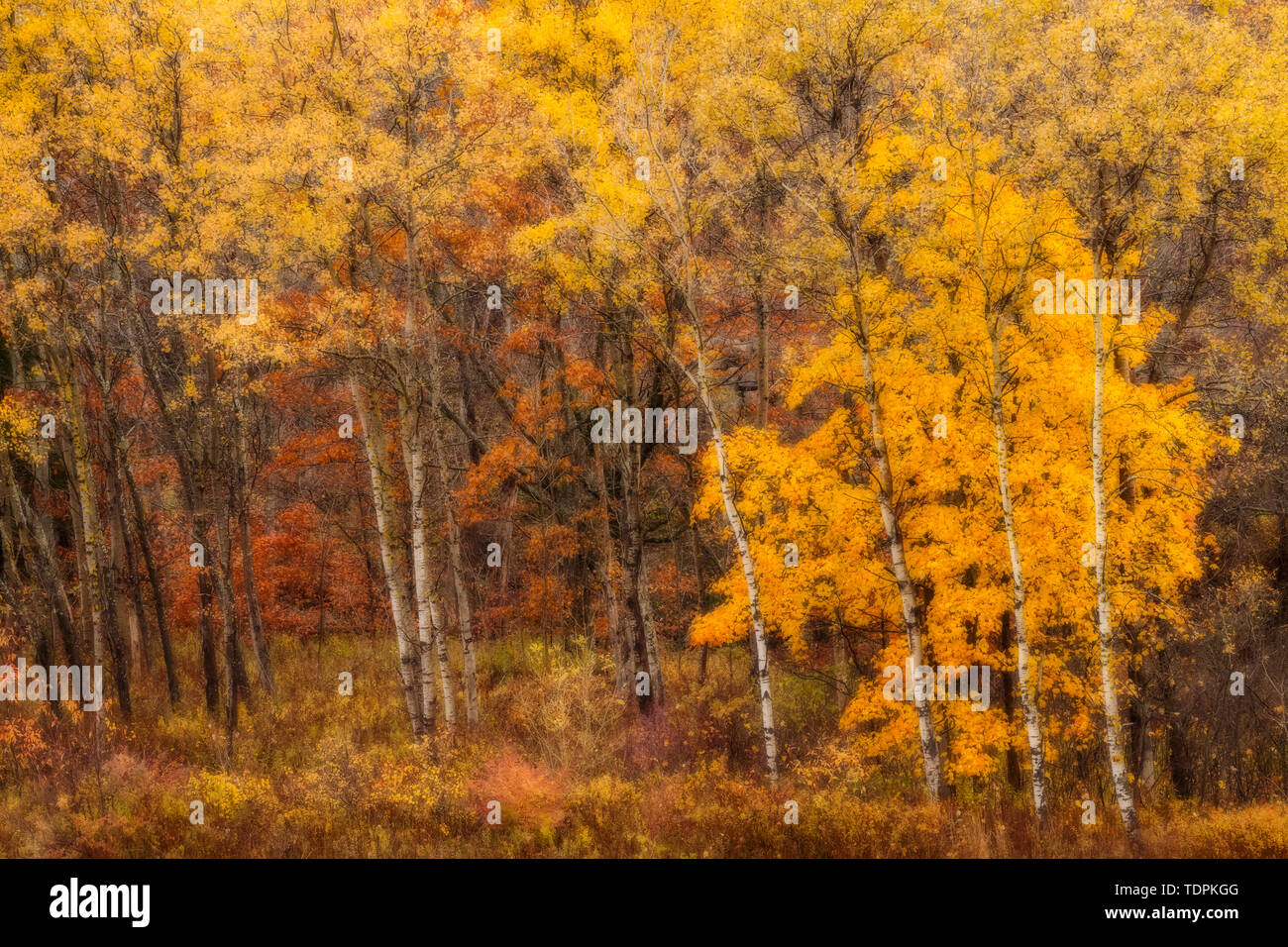 Une vue impressionniste de novembre tremble le long des rives de la rivière Little Sackville ; Lower Sackville, Nouvelle-Écosse, Canada Banque D'Images