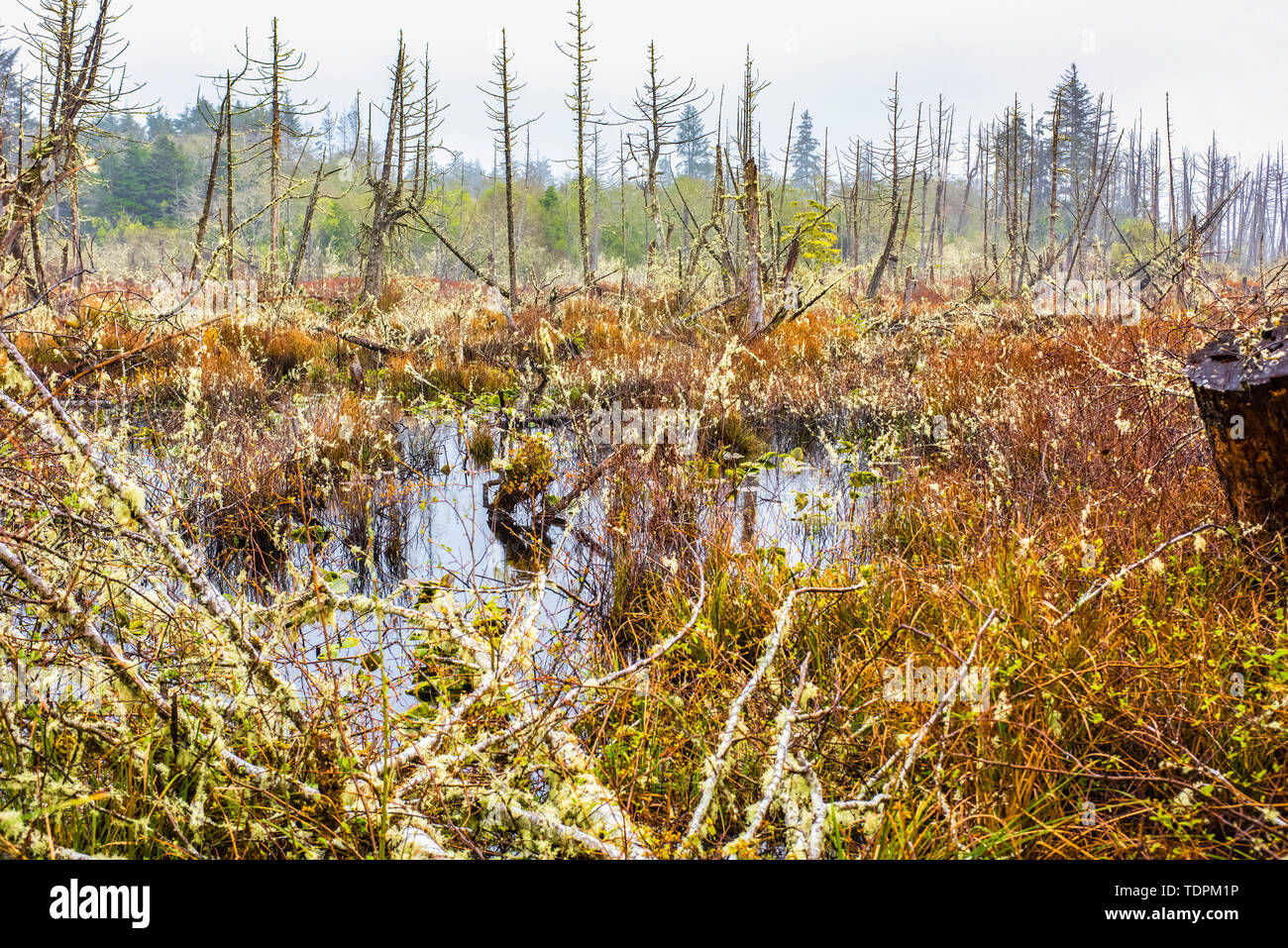 Le brouillard et la brume printanière ajoutent au drame du Arbres et buissons morts et recouverts de mousse dans le lac Lang Zones humides près d'Ocean City Banque D'Images