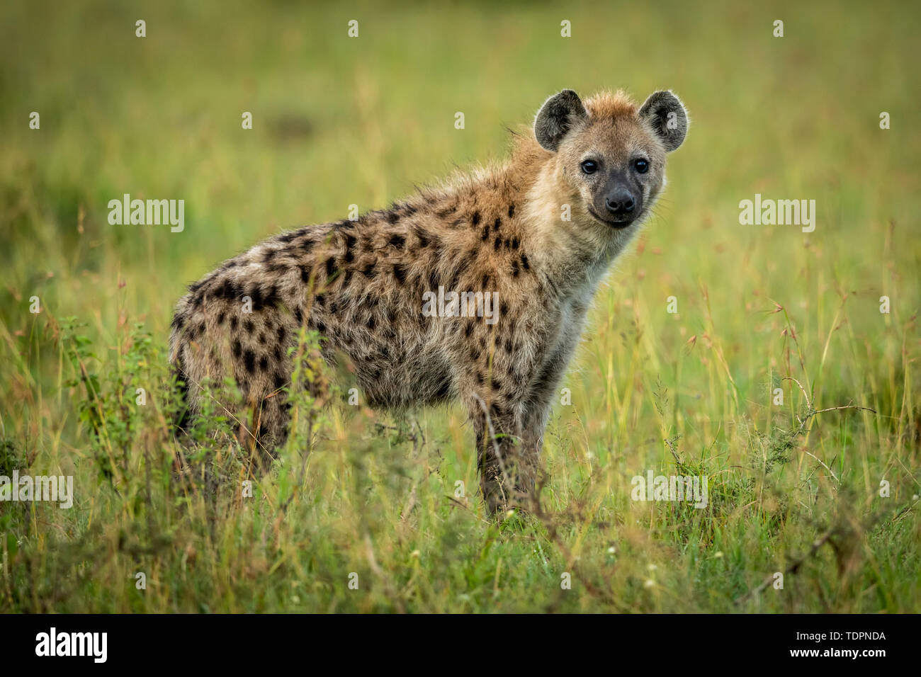 L'Hyène tachetée (Crocuta crocuta) se tient dans l'herbe à regarder l'appareil photo, le Parc National du Serengeti, Tanzanie Banque D'Images