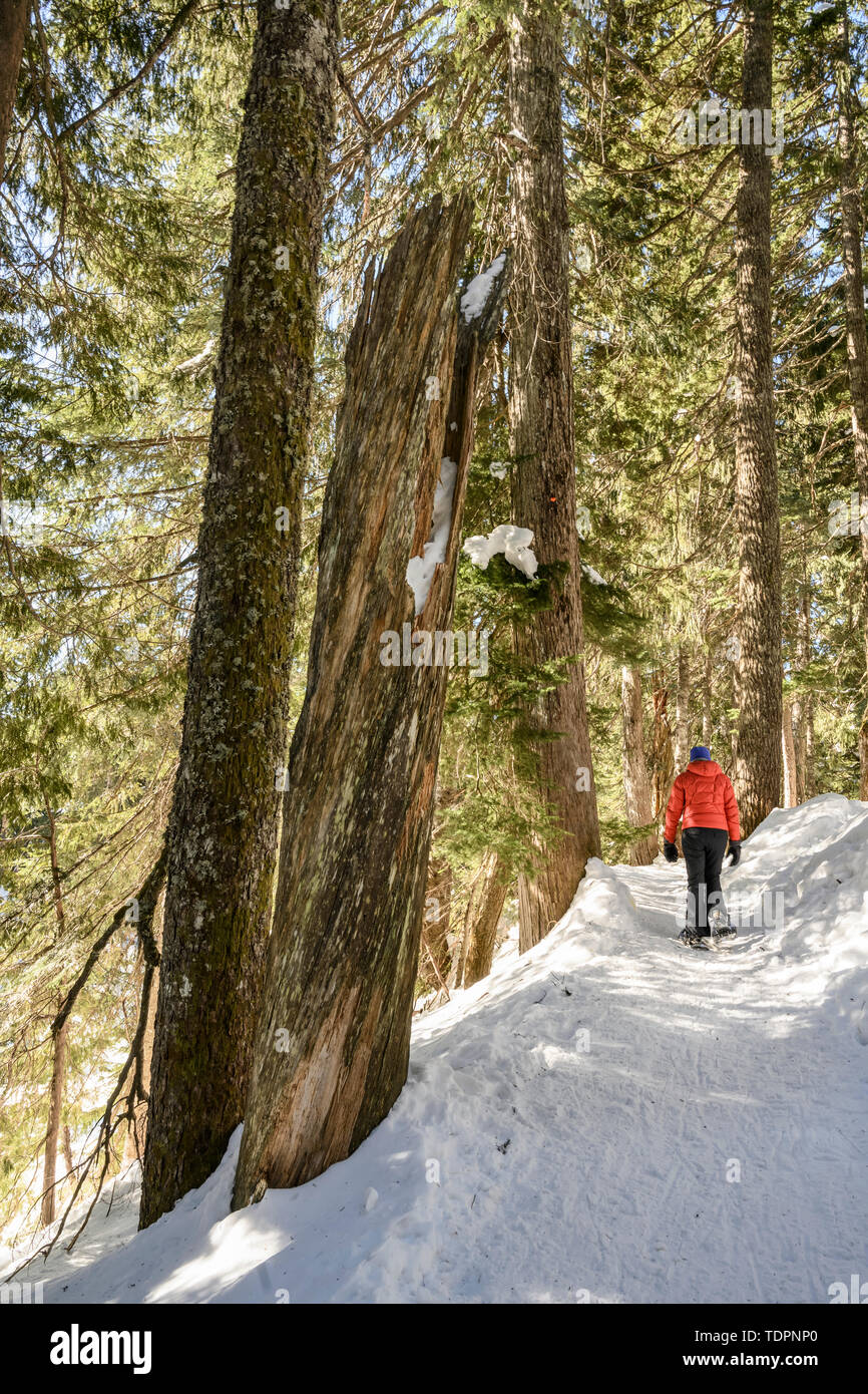 Femme en raquettes sur les sentiers de raquettes de montagne chien dans la région de North Vancouver ; Vancouver, Colombie-Britannique, Canada Banque D'Images