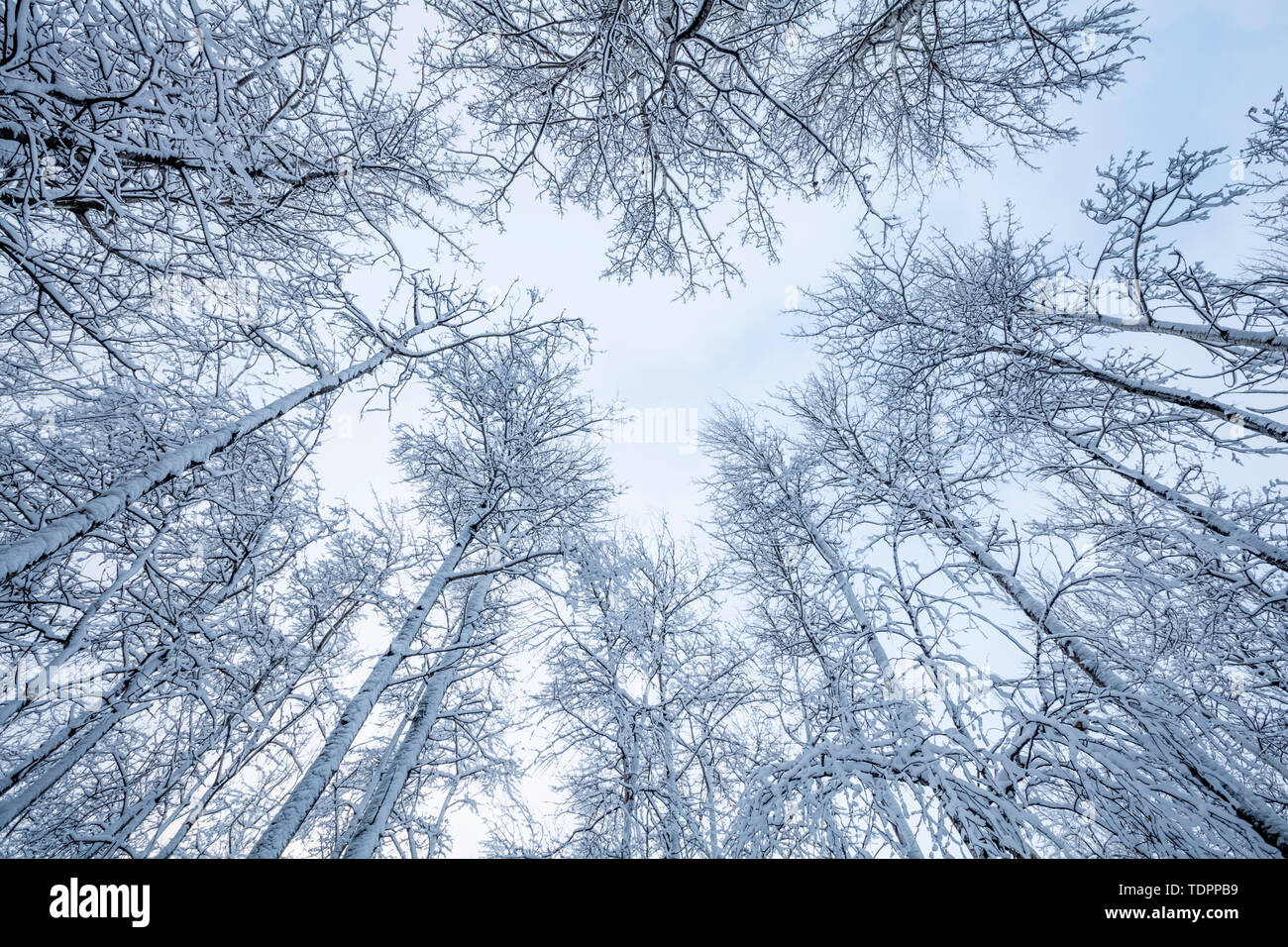 Les arbres sans feuilles en hiver avec ciel bleu nuages peeking through ; Thunder Bay, Ontario, Canada Banque D'Images