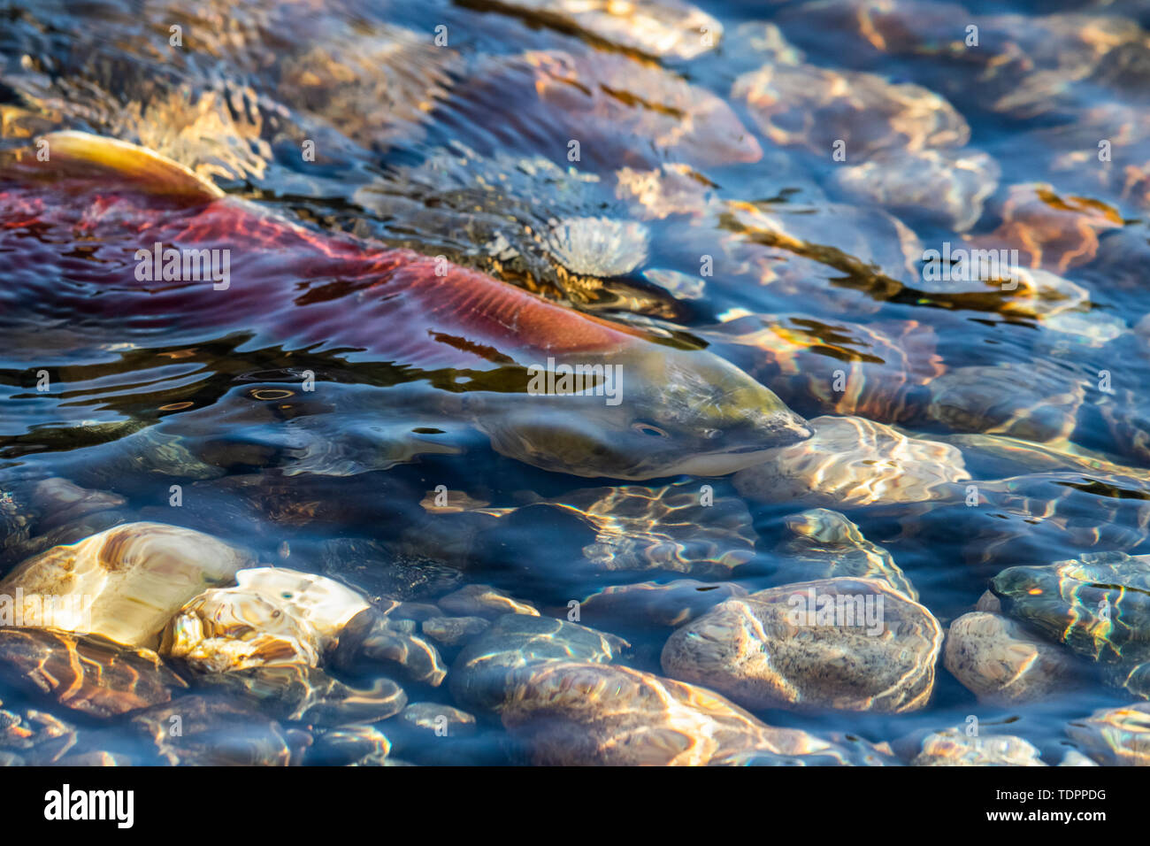 Saumon sockeye (Oncorhynchus nerka) courir à la rivière Shuswap ; British Columbia, Canada Banque D'Images