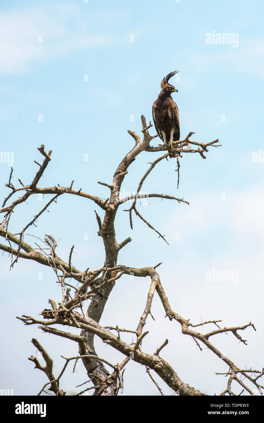 Long-crested Eagle (Lophaetus occipital) perché sur dead publier dans la zone de Ndutu Ngorongoro Crater de la conservation sur les plaines du Serengeti Banque D'Images