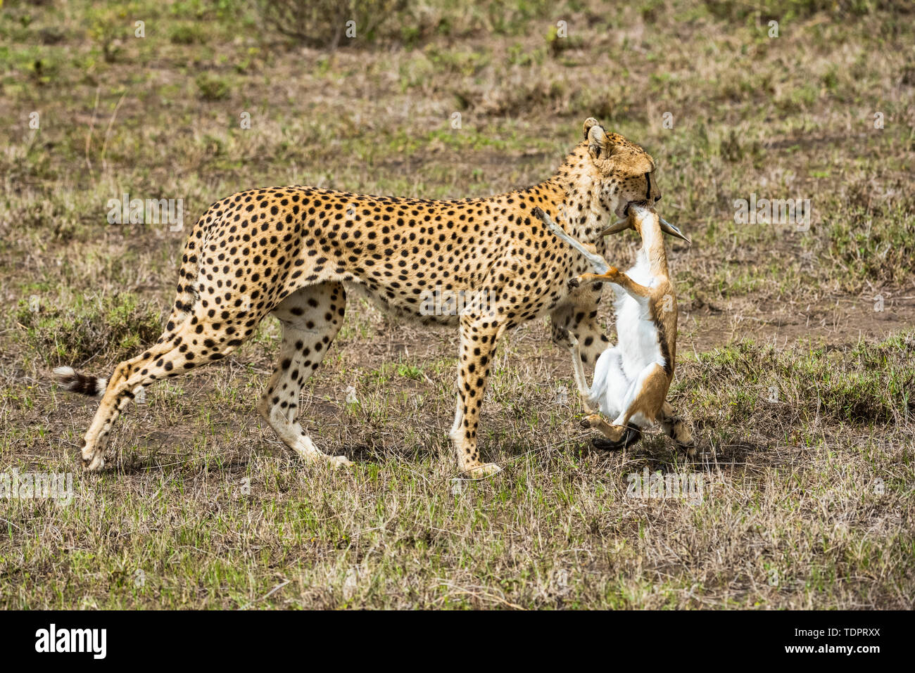 La femelle Cheetah (Acinonyx jubatus) drague la gazelle de Thomson (Eudorcas thomsonii) fraîchement tuée dans la région de Ndutu de la zone de conservation de Ngorongoro... Banque D'Images