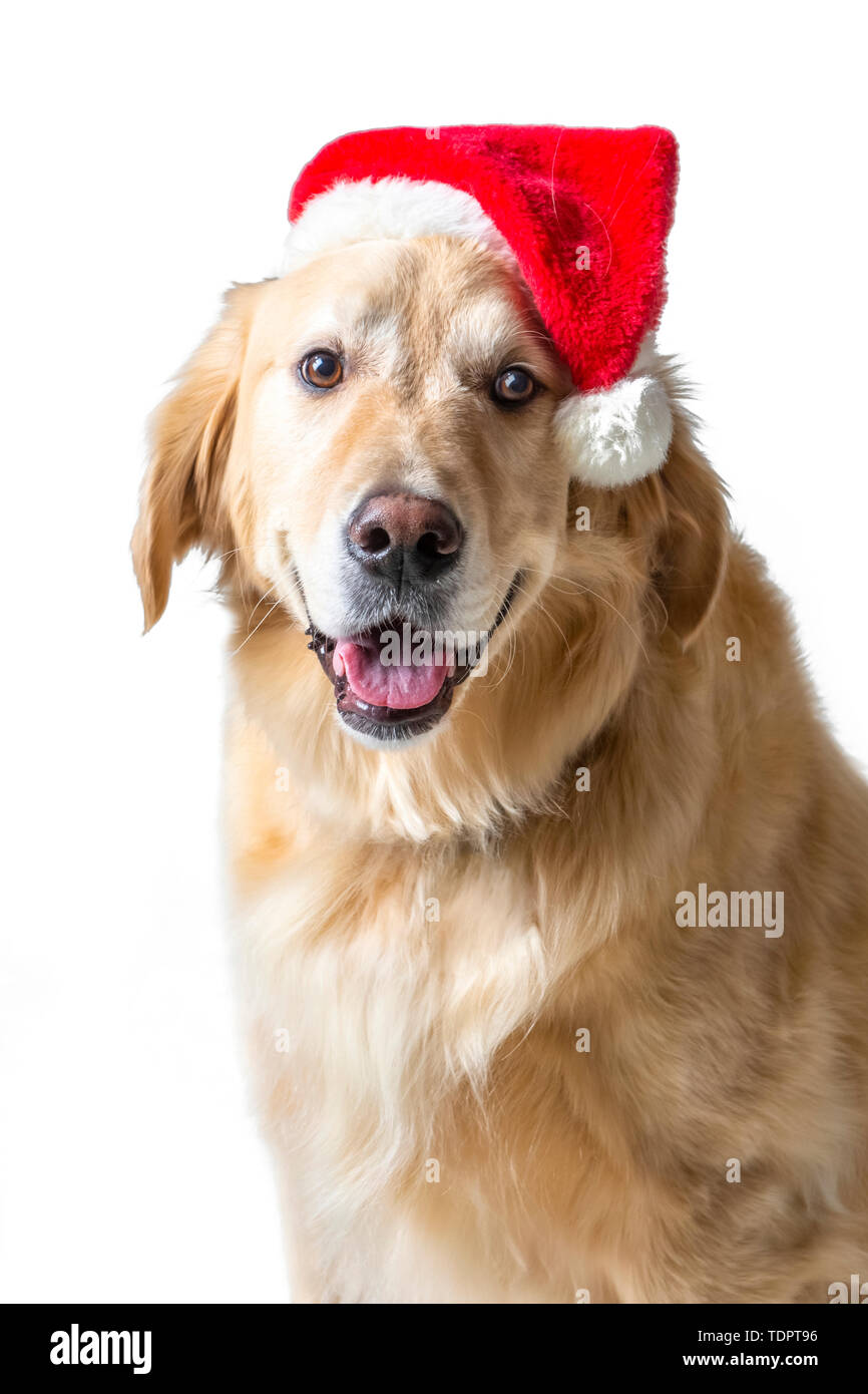 Golden retriever dog wearing santa hat, en studio sur fond blanc, smiling at camera Banque D'Images