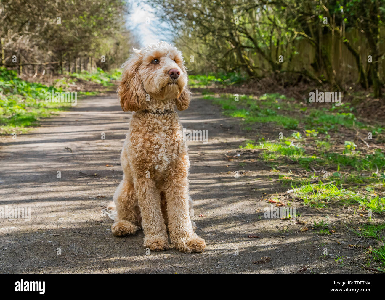 Portrait of a golden doodle chien assis sur une piste ; à South Shields, Tyne and Wear, England Banque D'Images