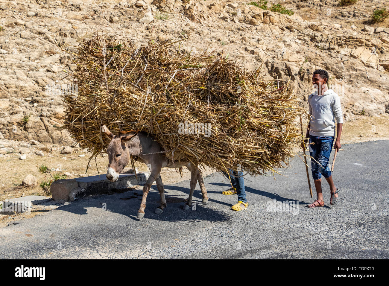 L'homme et de l'âne transportant des broussailles ; Adi-Teklezan, région d'Anseba, Erythrée Banque D'Images