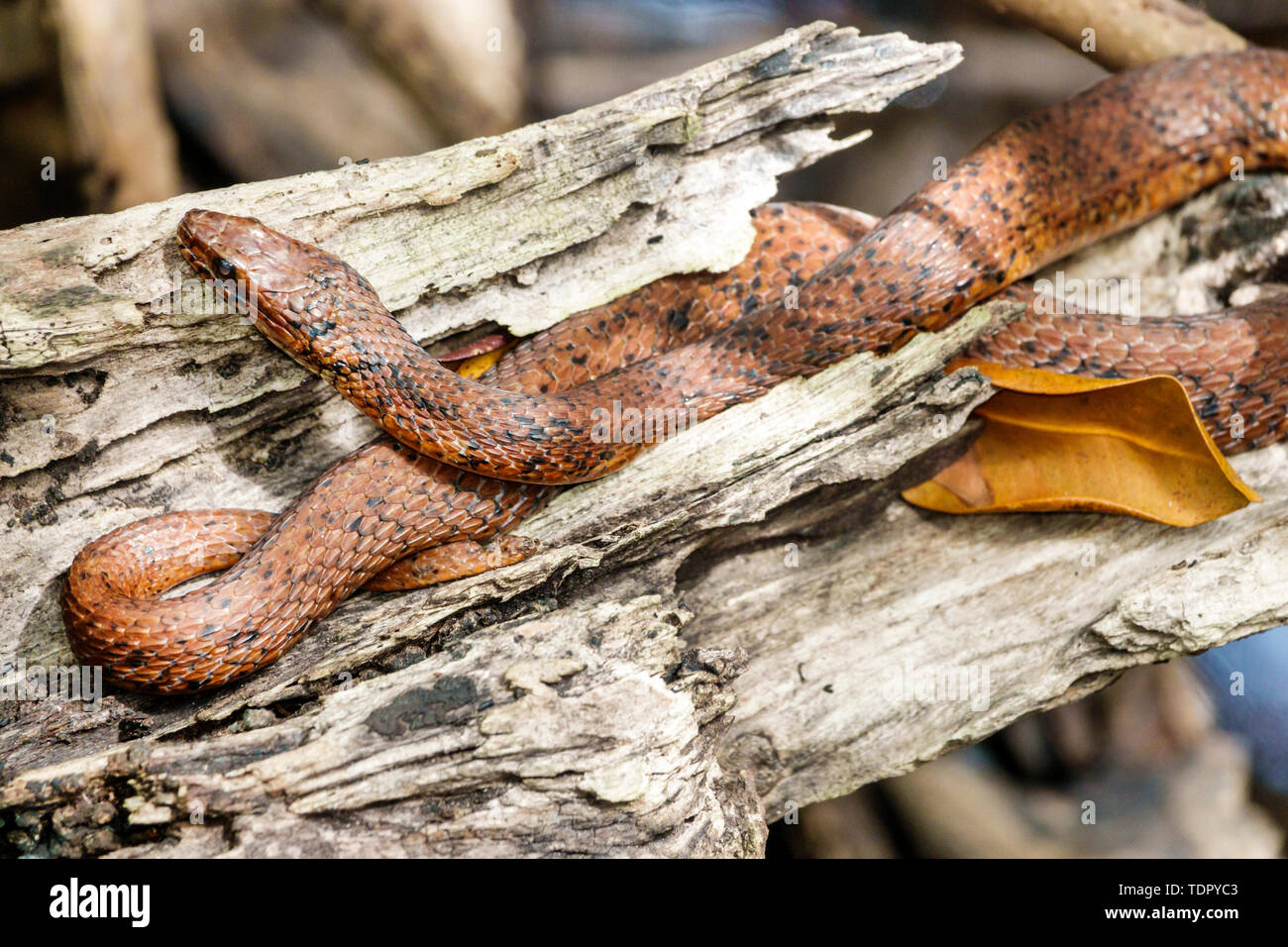 Sanibel Island Florida, J.N. Réserve naturelle nationale Ding Darling, éducation à la conservation, sentier Wildlife Drive, mangrove Salt Marsh Snake Nerodia cla Banque D'Images