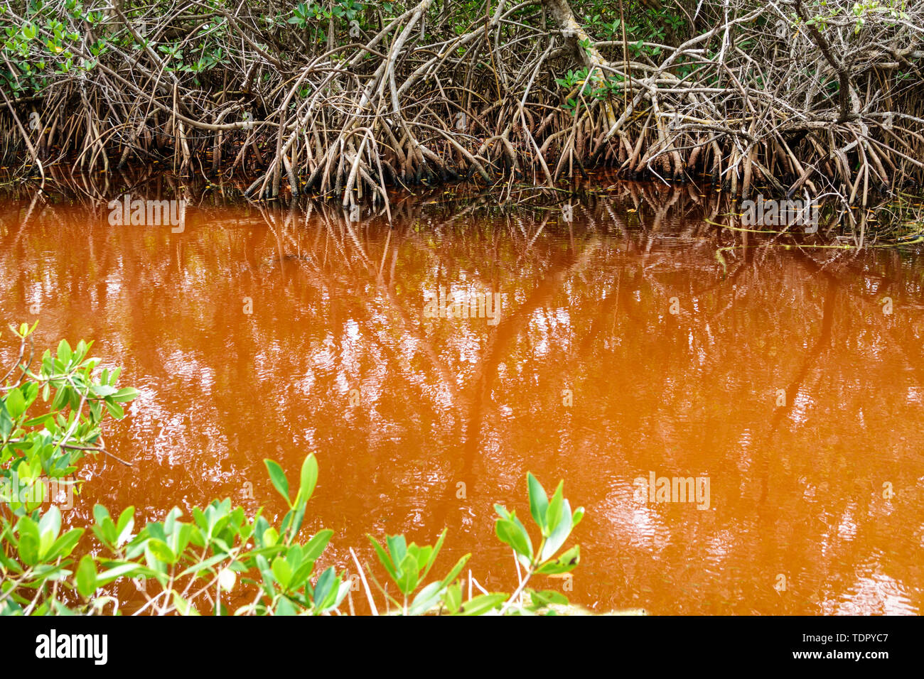 Sanibel Island Florida, J.N. Ding Darling National Wildlife refuge,al conservation Education,Wildlife Drive Trail,mangrove rouge,tanin d'eau,FL190507081 Banque D'Images