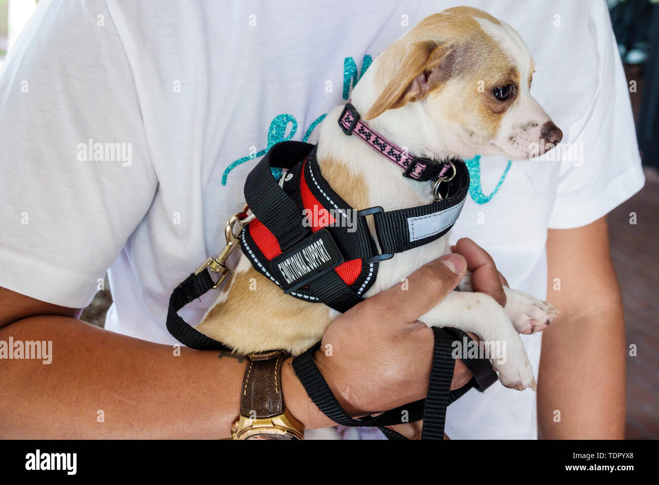 Orlando Florida,Emotional support animal,ESA,assistance compagnon,santé mentale,chien,Chihuahua,harnais,FL190512001 Banque D'Images