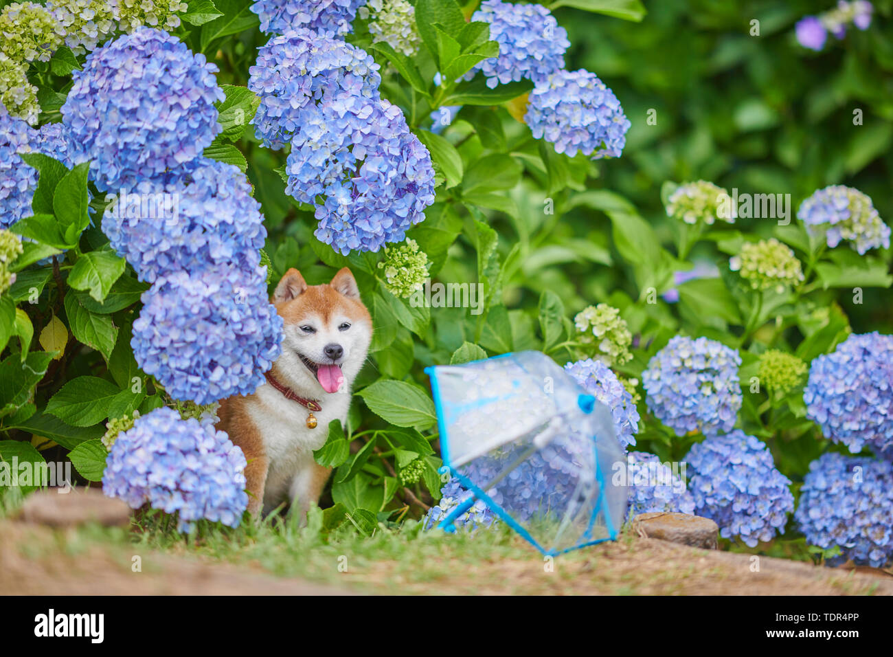 Shiba Inu chien à un parc de la ville Banque D'Images