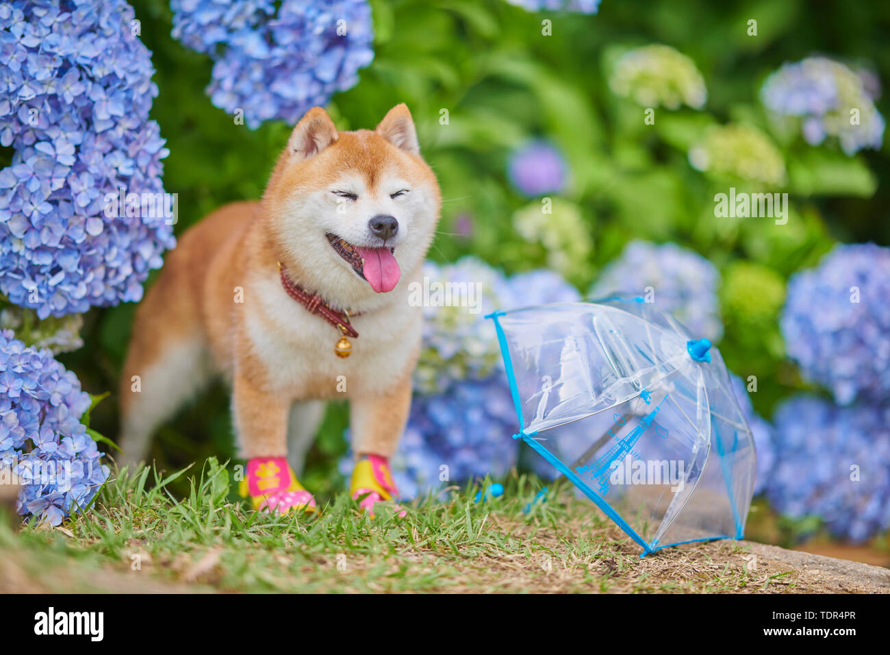 Shiba Inu chien à un parc de la ville Banque D'Images