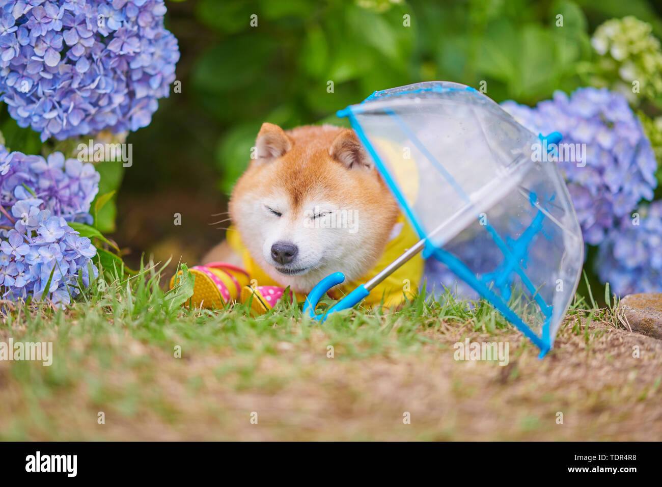 Shiba Inu chien à un parc de la ville Banque D'Images