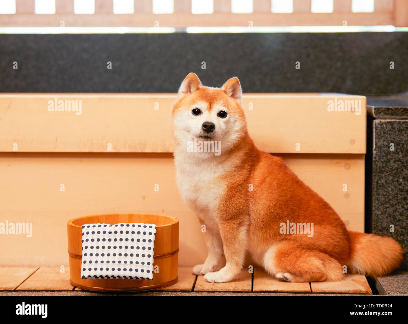 Japanese Shiba Inu chien Banque D'Images