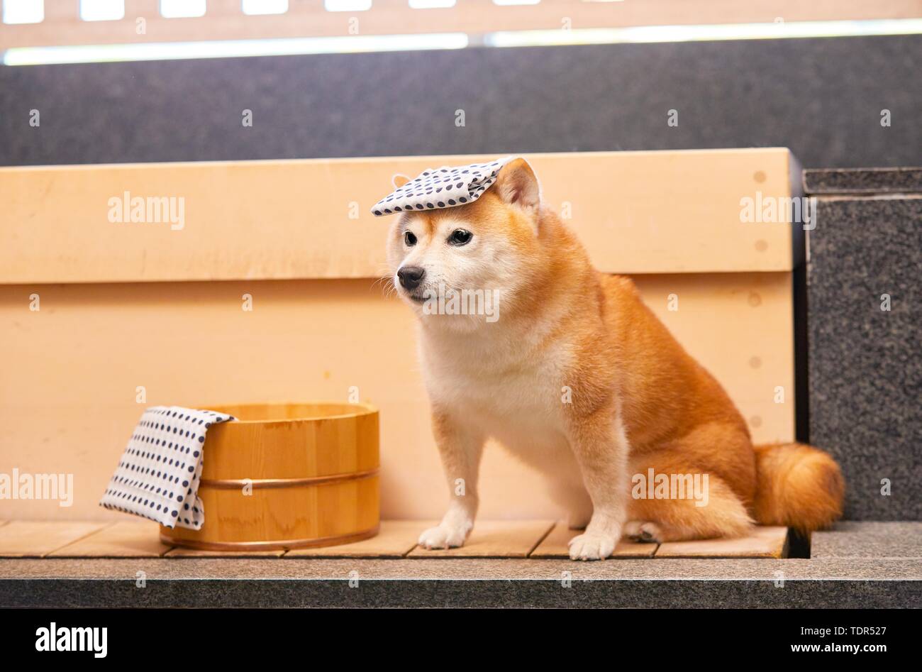 Japanese Shiba Inu chien Banque D'Images