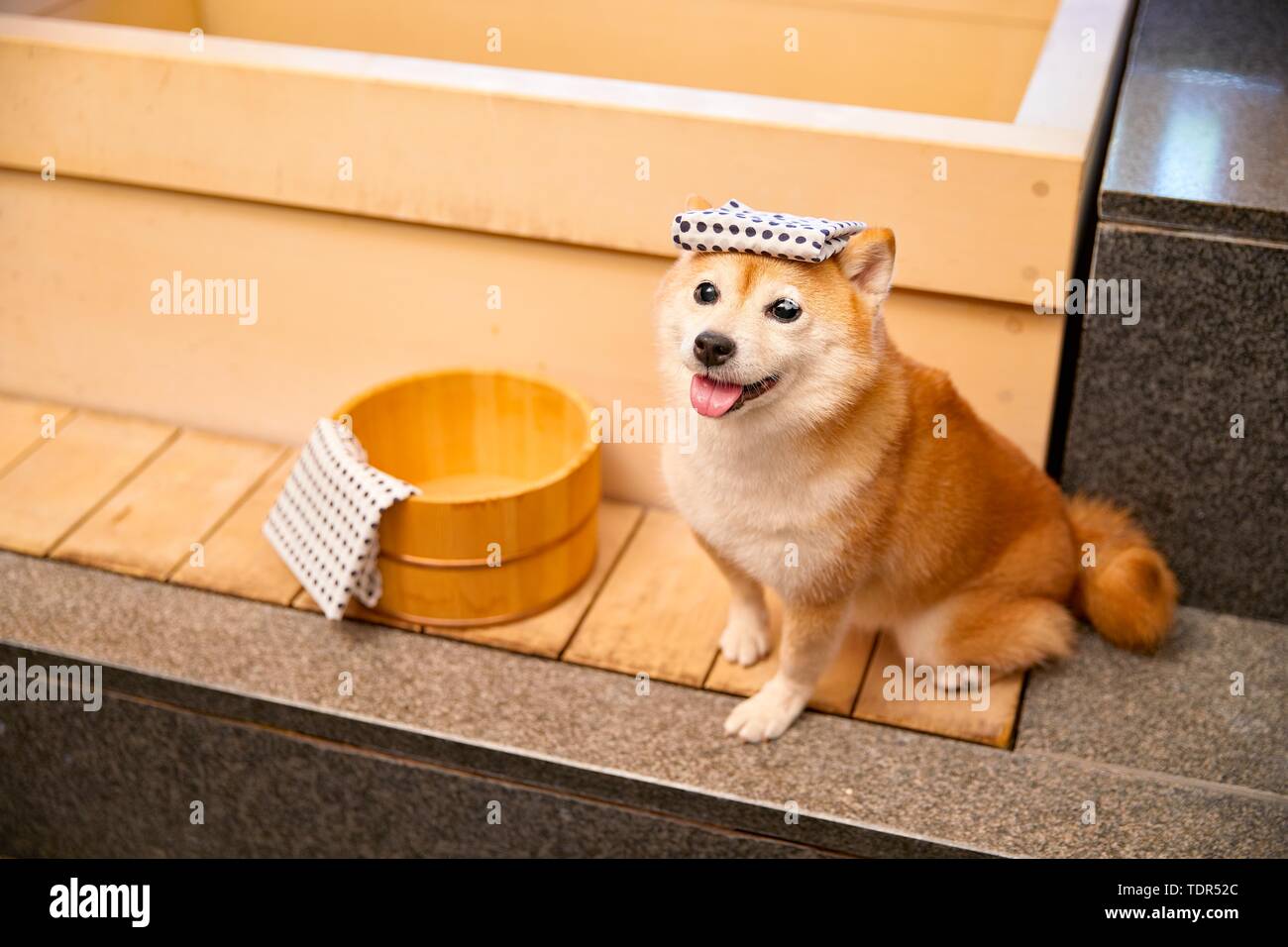 Japanese Shiba Inu chien Banque D'Images