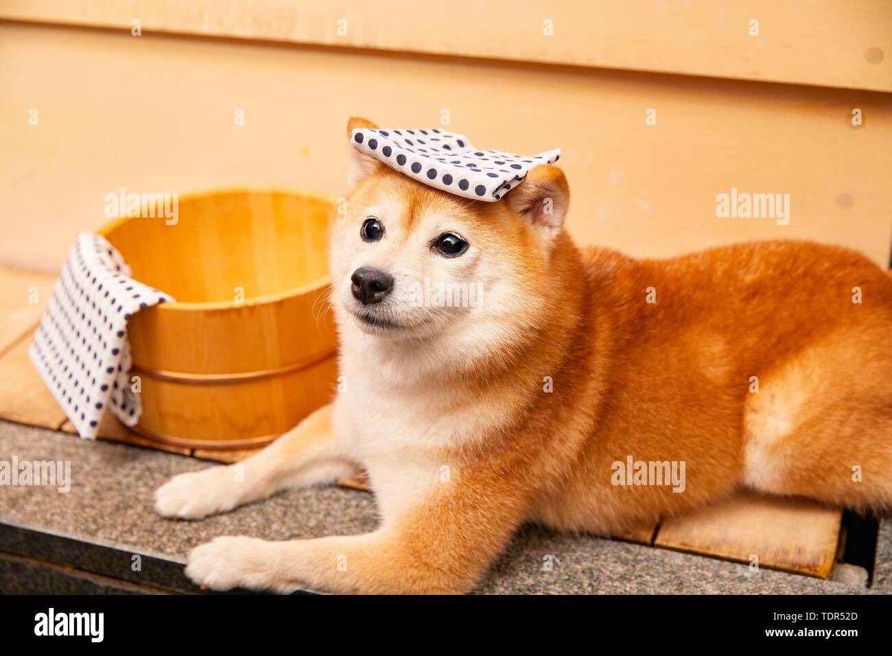 Japanese Shiba Inu chien Banque D'Images