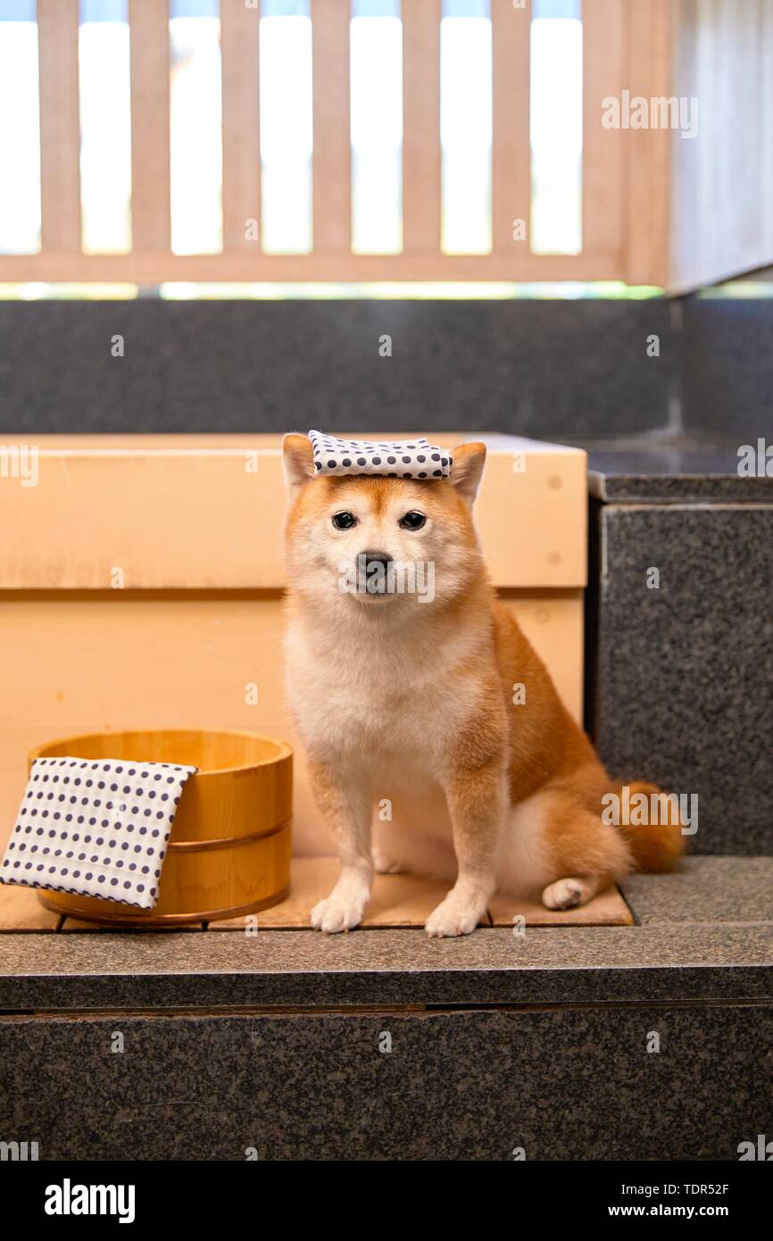 Japanese Shiba Inu chien Banque D'Images