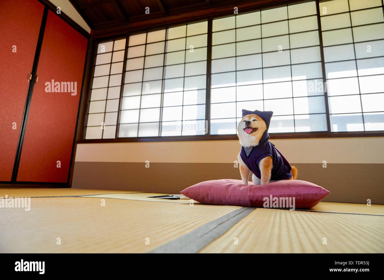 Japanese Shiba Inu chien Banque D'Images