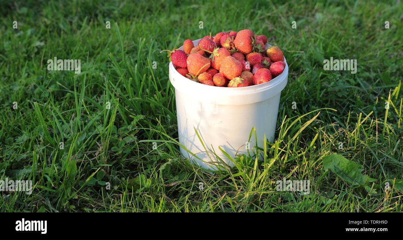 Fraises fraîches et naturelles dans le vent blanc Banque D'Images