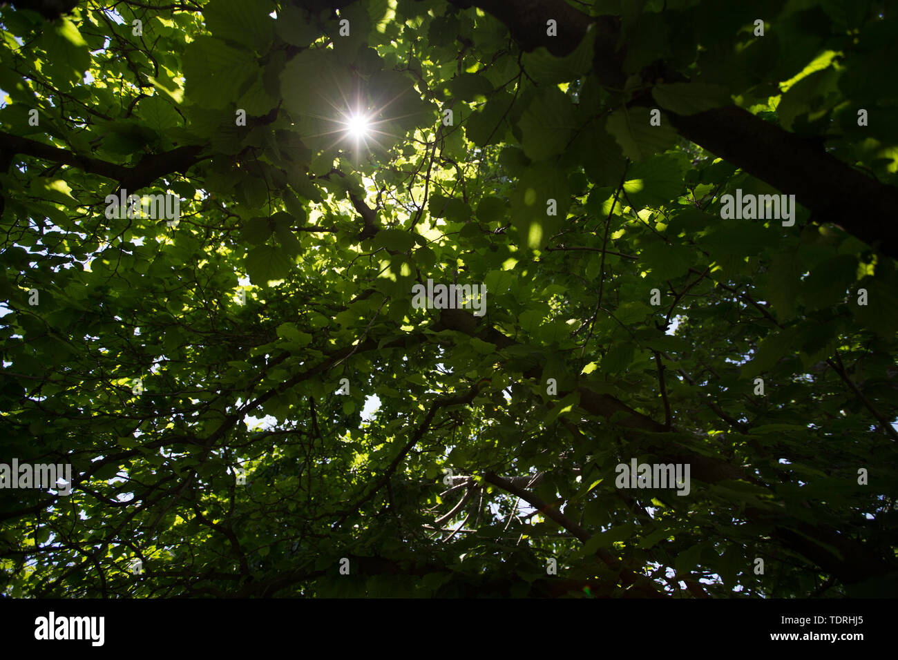 Vert épais feuilles de l'arbre à travers lequel un rayon de lumière transperce la vue du bas Banque D'Images