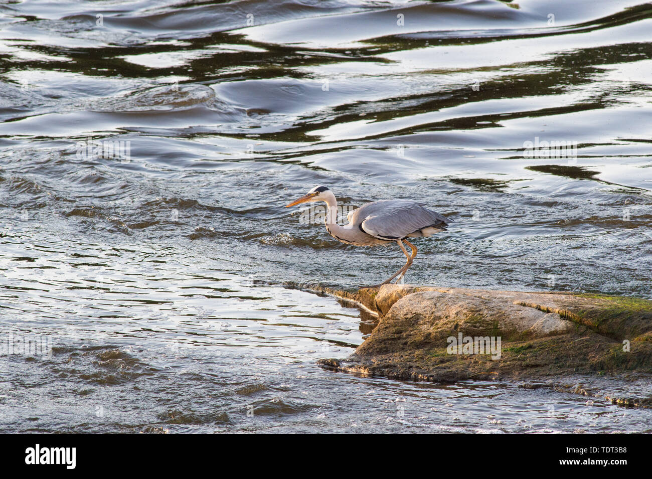 18 juin 2019, la Saxe-Anhalt, Magdeburg : un héron cendré se dresse sur une partie de la cathédrale de roche qui est déjà sèche. En ce moment le niveau de l'Elbe est tomber de nouveau. Photo : Klaus-Dietmar Gabbert/dpa-Zentralbild/ZB Banque D'Images