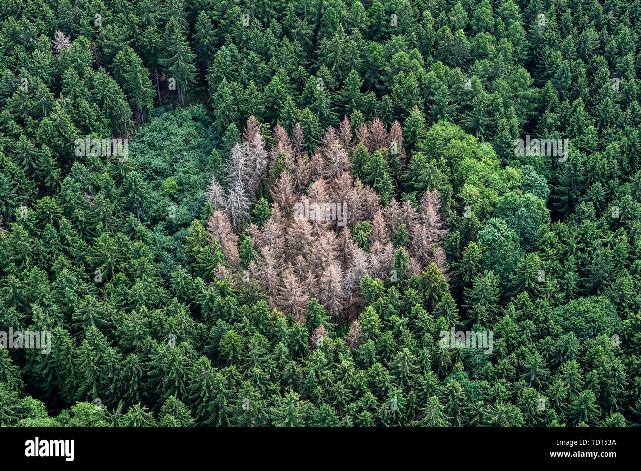 Au moins 500 000 hectares de forêts d'épinettes en République tchèque, qui est environ la moitié de leur superficie totale dans le pays, peuvent être infestées par le bostryche et dans le pire des cas cette année, le ministre de l'environnement Richard Brabec a déclaré lors d'une réunion avec les maires des municipalités dans la région de Bohême centrale, en République tchèque, le 18 juin 2019. Lesy CR du résultat net de l'exploitation forestière comp plongé à KC70m en 2018, à partir de 2017's Kc3.08bn en raison de la chute des prix du bois causées par les infestations de dendroctones. (CTK Photo/David Tanecek) Banque D'Images