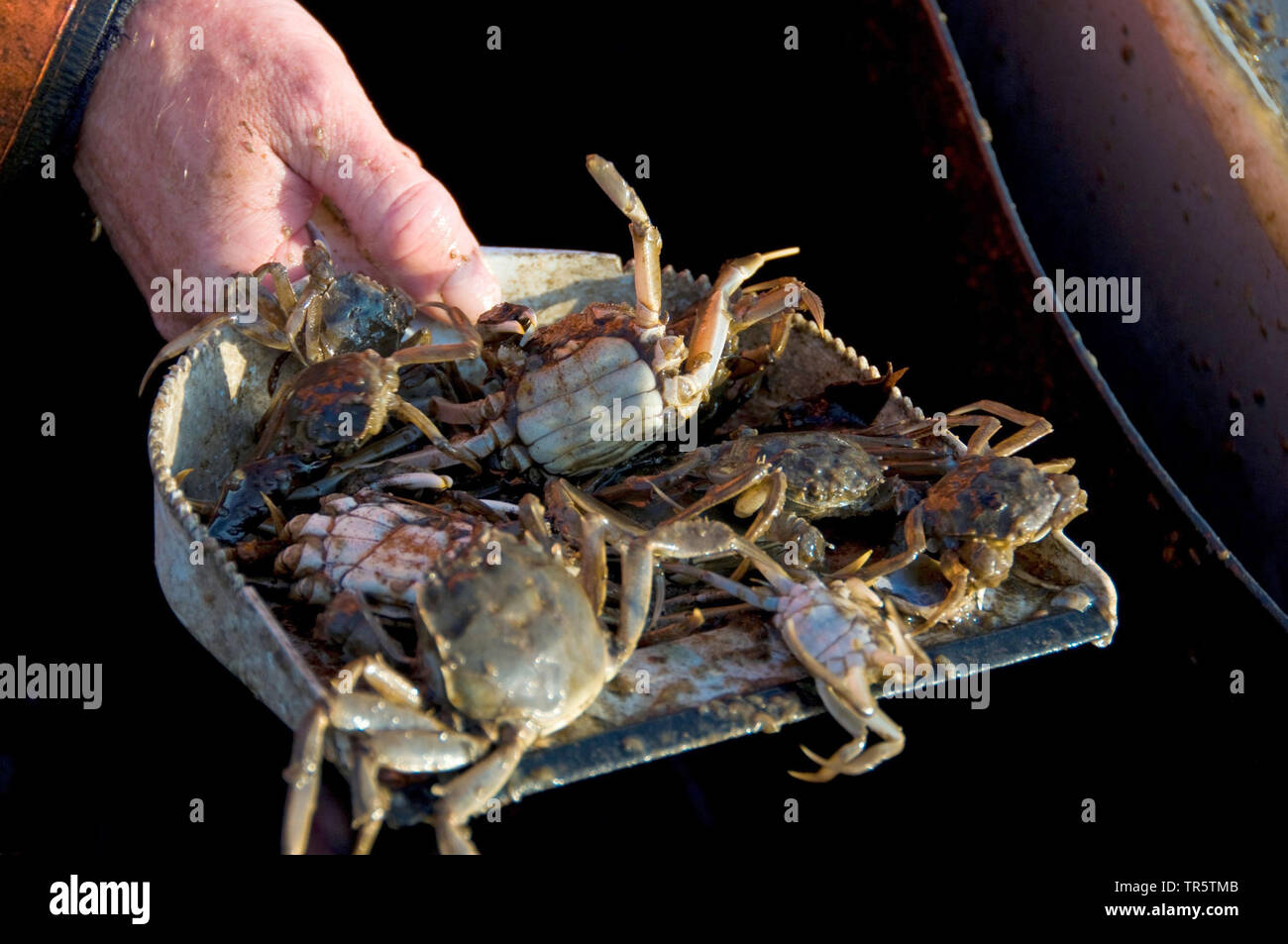 Crabe chinois (Eriocheir sinensis), montrant sa fischerman les prises accessoires, les crabes chinois, l'Allemagne, Hambourg Banque D'Images