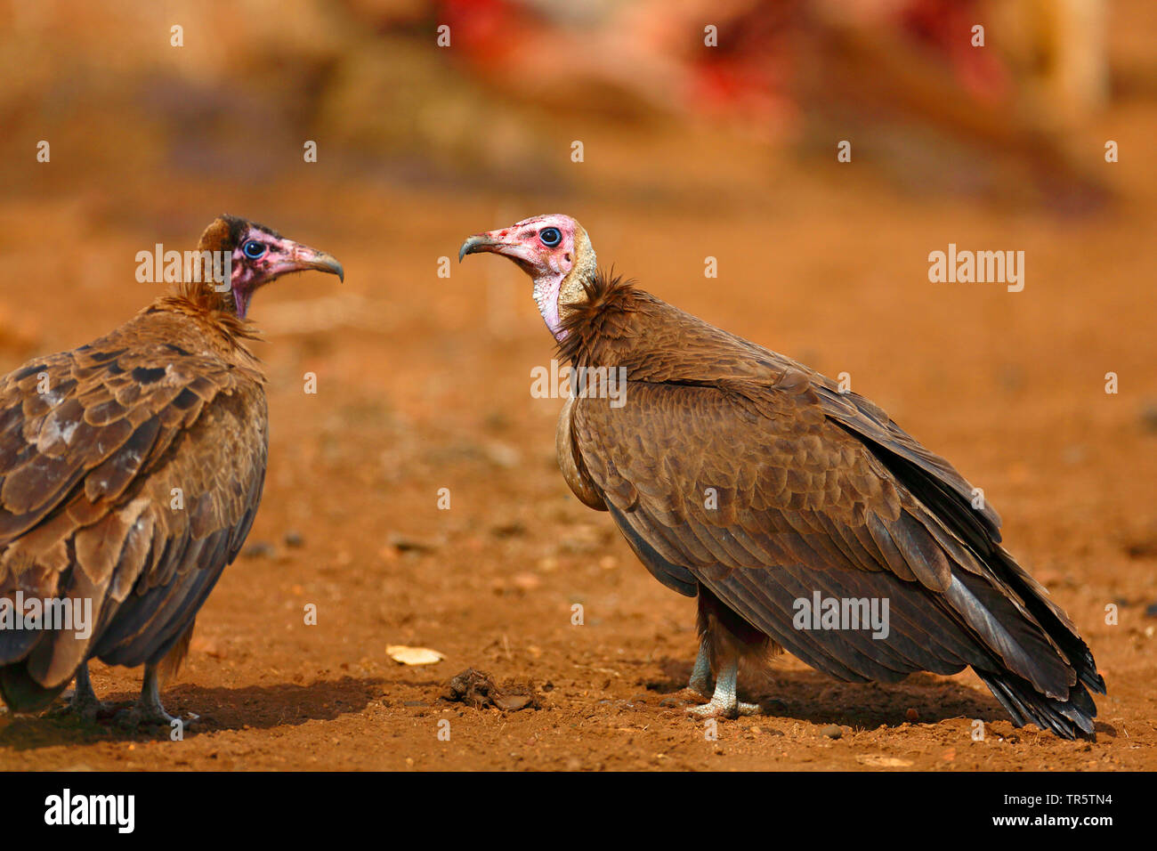 Hooded vulture (Necrosyrtes monachus), deux vautours debout sur le terrain, Afrique du Sud, Mpumalanga, Kruger National Park Banque D'Images