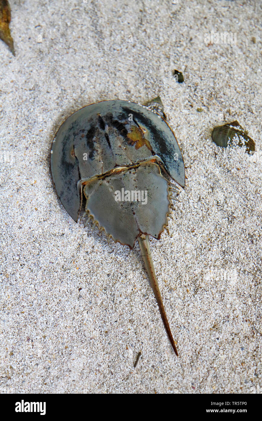 Atlantic limules (Limulus polyphemus), couché dans l'eau peu profonde, vue de dessus, USA, Floride Banque D'Images