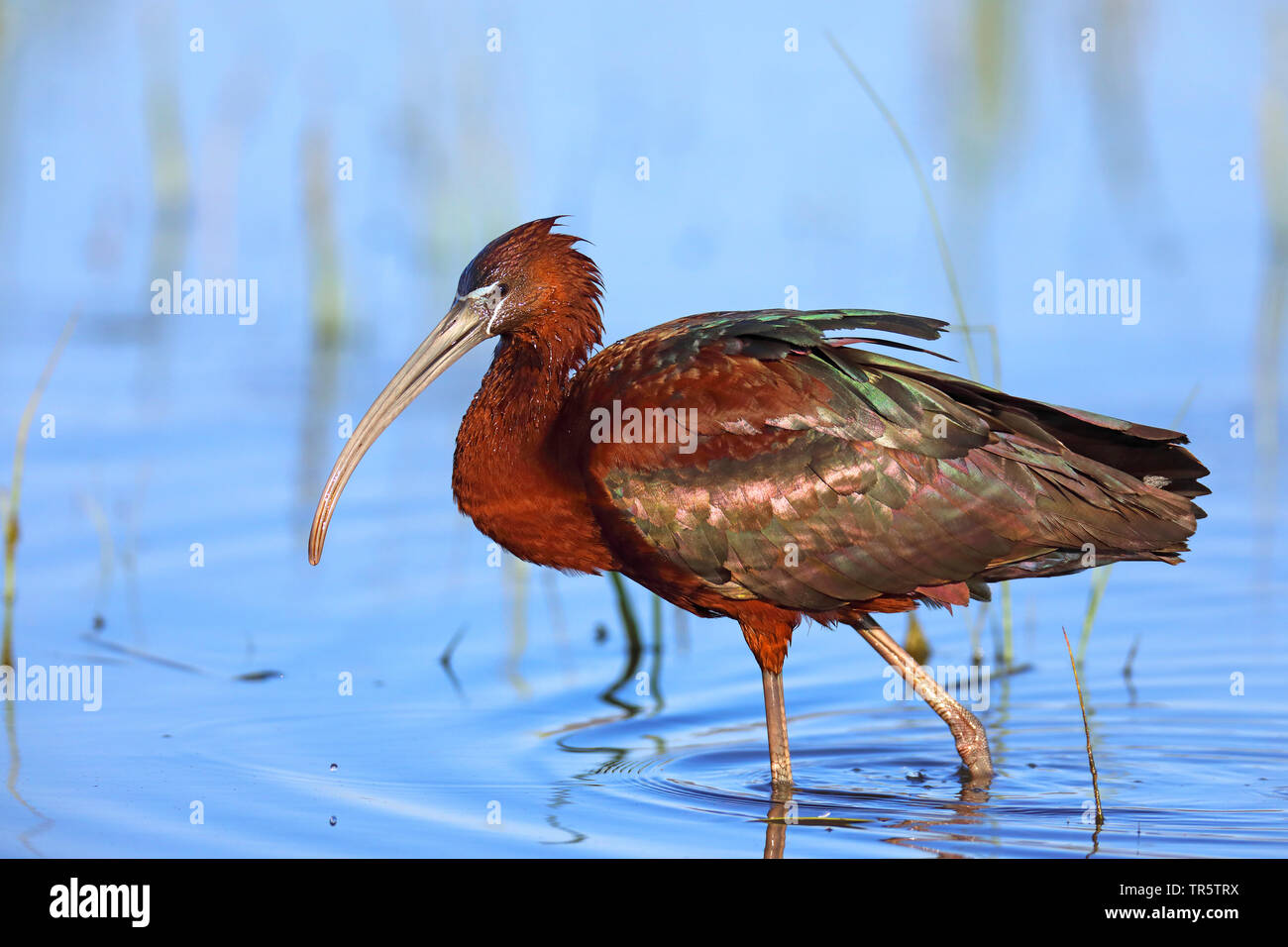 L'ibis falcinelle (Plegadis falcinellus), marcher dans l'eau peu profonde, vue de côté, la Grèce, Lesbos Banque D'Images