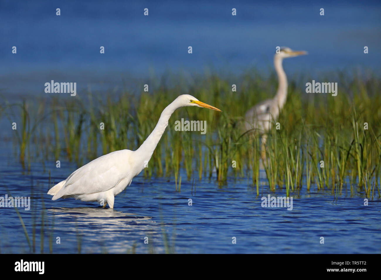 Grande Aigrette Grande Aigrette (Egretta alba, Casmerodius albus, Ardea alba), l'alimentation en eau peu profonde, vue de côté, la Grèce, Lesbos Banque D'Images