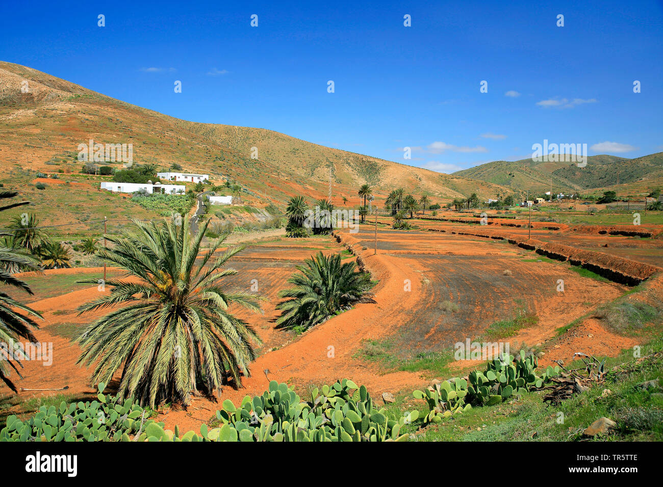 Les champs irrigués de Vega de Rio de la Palmas, Canaries, Fuerteventura, Corralejo Banque D'Images
