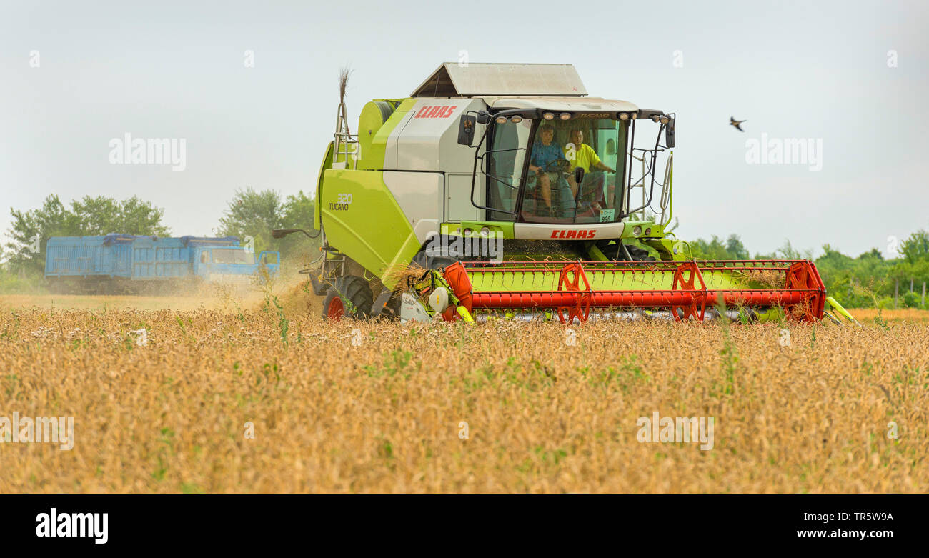 La récolteuse sur champ de blé, la Moldova, l'Delacau Banque D'Images
