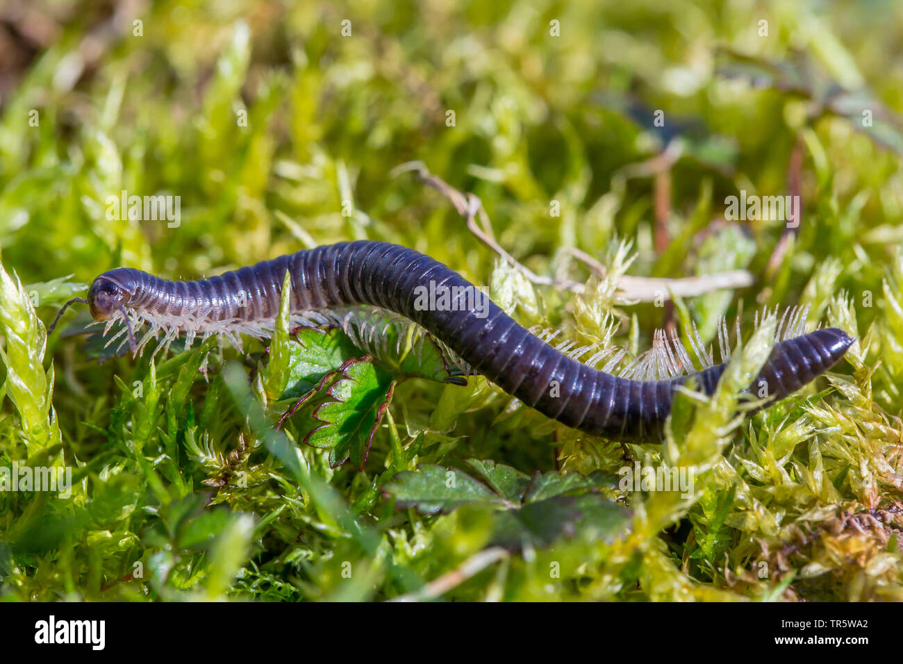 À pattes blanches millepede millepede noir, noir (Tachypodoiulus niger), rampant sur mosspad, Allemagne, Bavière, Niederbayern, Basse-Bavière Banque D'Images