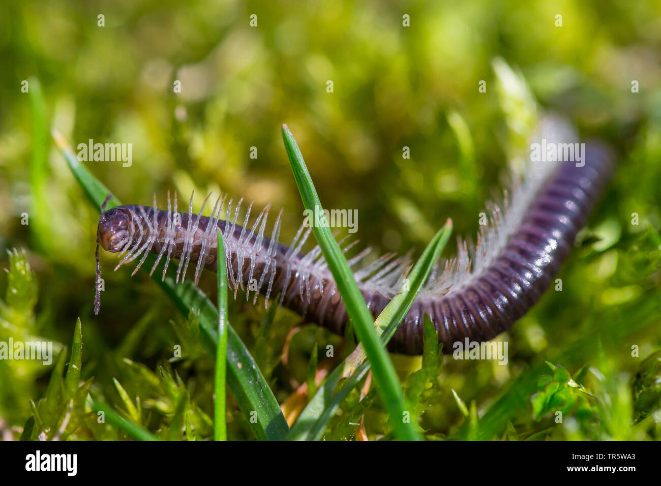 À pattes blanches millepede millepede noir, noir (Tachypodoiulus niger), rampant sur mosspad, Allemagne, Bavière, Niederbayern, Basse-Bavière Banque D'Images