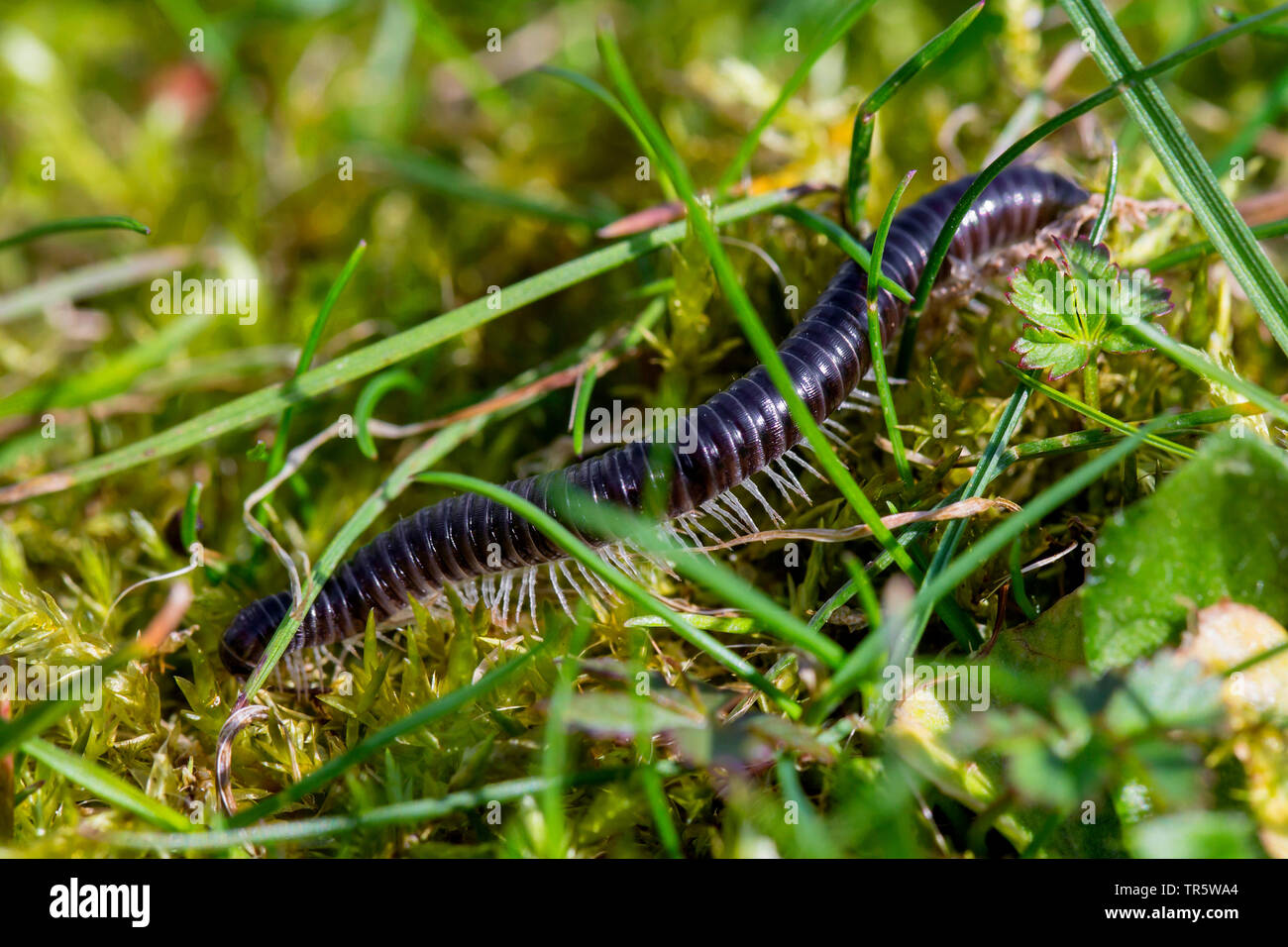À pattes blanches millepede millepede noir, noir (Tachypodoiulus niger), ramper sur l'herbe, Allemagne, Bavière, Niederbayern, Basse-Bavière Banque D'Images