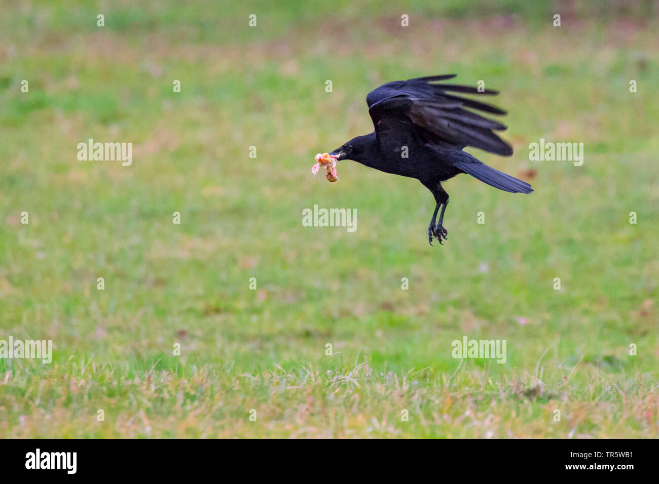 Corneille noire (Corvus corone, Corvus corone corone), s'envoler avec une proie jeune oiseau, vue de côté, l'Allemagne, Bavière, Niederbayern, Basse-Bavière Banque D'Images