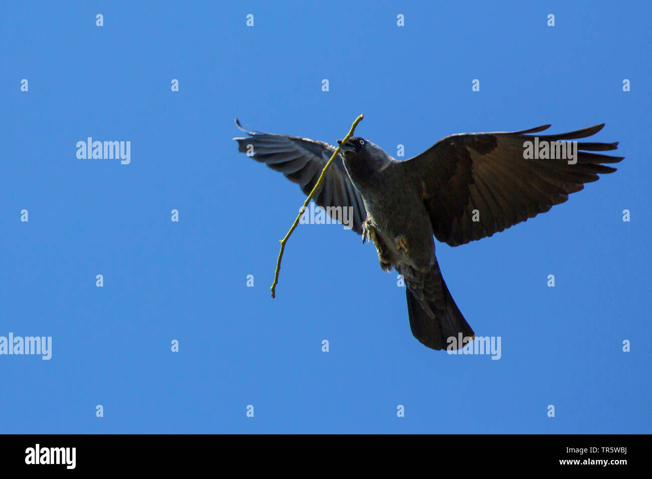 Choucas (Corvus monedula), voler avec une petite branche comme matériau de nidification dans le projet de loi, l'Allemagne, Bavière, Niederbayern, Basse-Bavière Banque D'Images