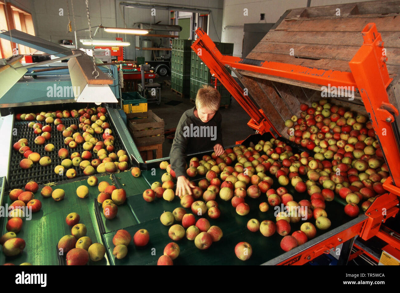 Apple (Malus domestica), ferme de pommes biologiques, l'ALLEMAGNE, Basse-Saxe Banque D'Images