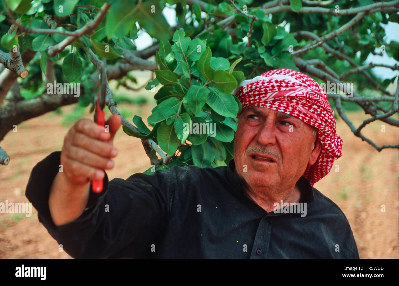 Pistache (Pistacia vera), agriculteur Kurdian pistachier de fraisage, la Turquie, l'Anatolie, l'Ayran Kasabasi Banque D'Images