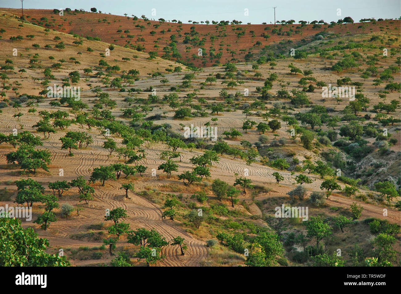 Pistache (Pistacia vera), plantation près de pistache Ayran Kasabasi au fleuve de l'Euphrate, la Turquie, l'Anatolie, l'Ayran Kasabasi Banque D'Images